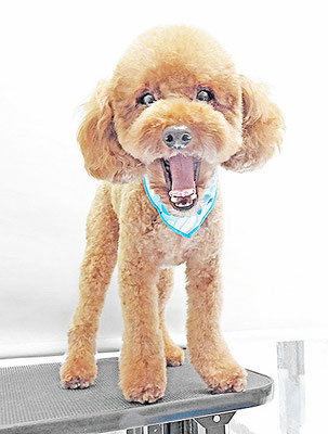 寺園チョコちゃん