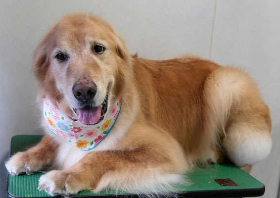 園田ファミレちゃん