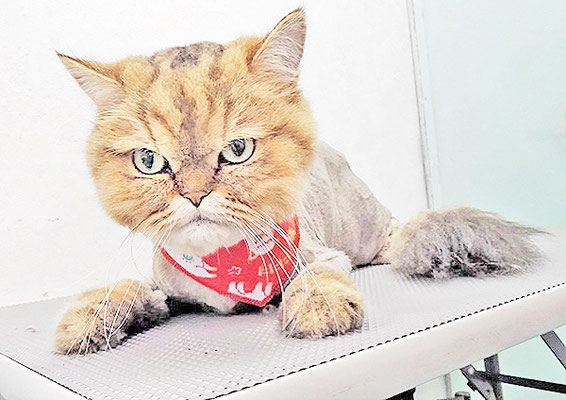 東郷ハックルベリーちゃん