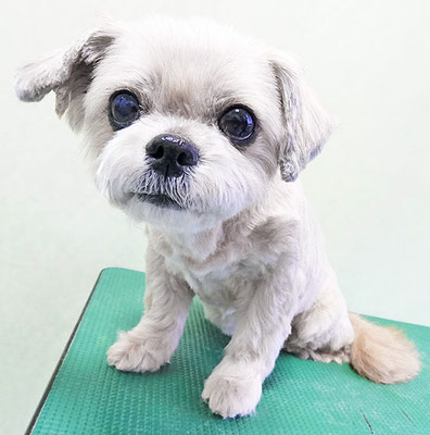 堂園マットちゃん