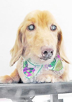 前薗パルちゃん