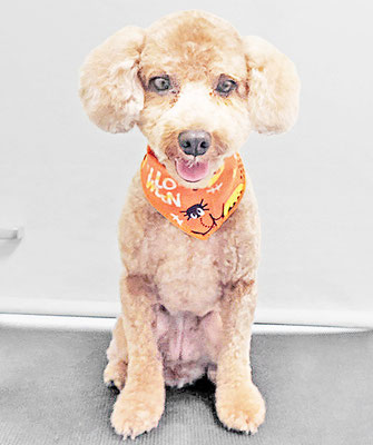 山小田チコちゃん