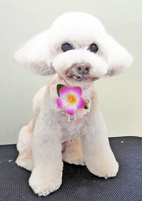 三宅美豚ちゃん