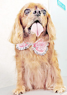 橋口ルビーちゃん