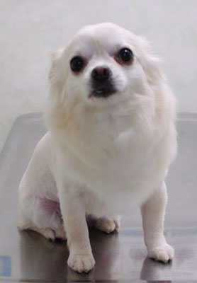 森崎ヒメちゃん