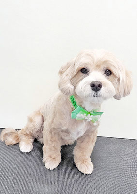 中村ももたろうちゃん