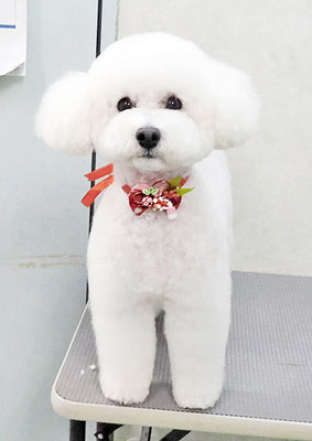 丸山ラコリちゃん