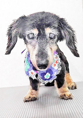 谷口チョコちゃん