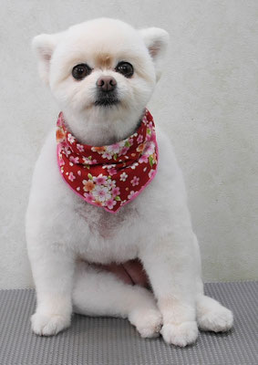 千葉チビちゃん_1