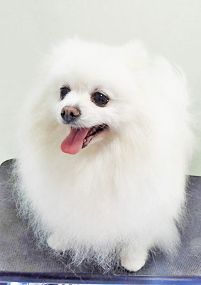 八木ピュアちゃん