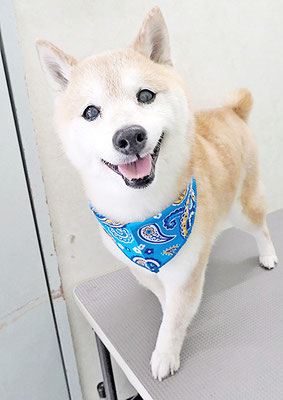 中森ラフちゃん