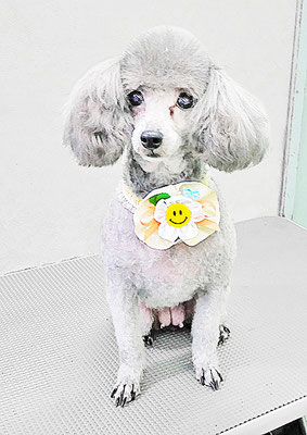 田中シュクルちゃん