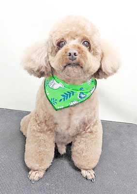 新屋敷コウちゃん