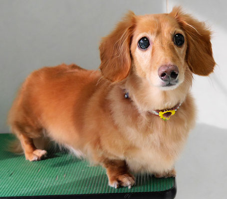 津曲パンちゃん