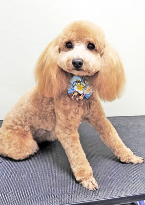 佐多ぶいちゃん