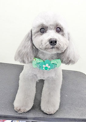 田中ロビンちゃん