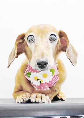 別府モモちゃん