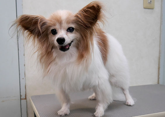 児島ヴィヴィアンちゃん