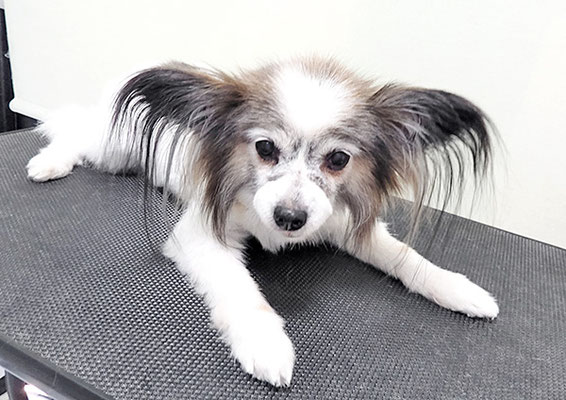 松元ミニーちゃん