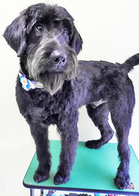 田代ロッティちゃん