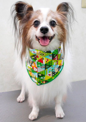 吉田パピちゃん