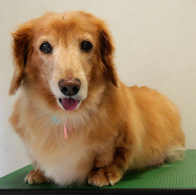 別府リンちゃん