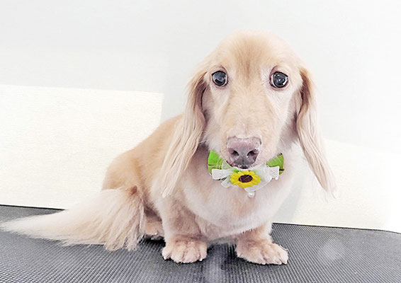 前薗パルちゃん