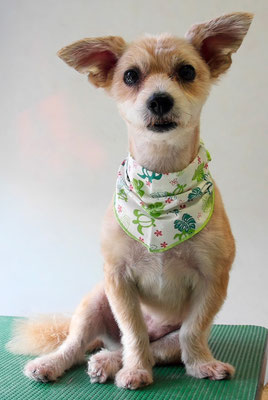 上山エイトちゃん