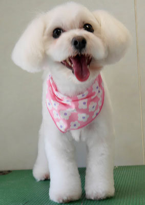 中島フワリちゃん