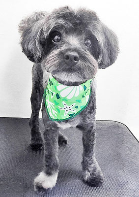 山口オレオちゃん