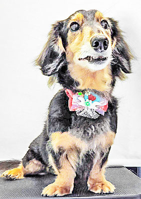 福丸宇宙ちゃん