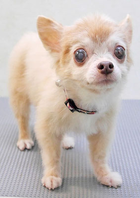 江上ベベちゃん