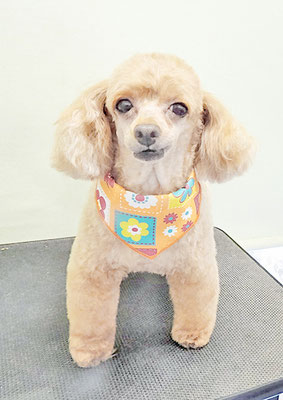 森崎ネネちゃん