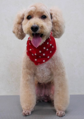 岩元アップちゃん