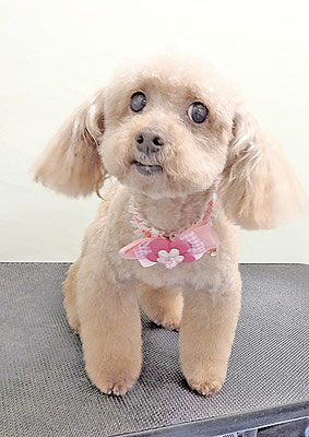 福田ダイアリーちゃん