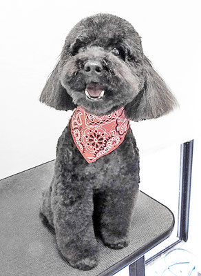 本坊ダノちゃん