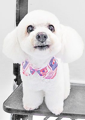 吉本ラピスちゃん