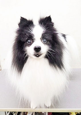 八木マリアンちゃん