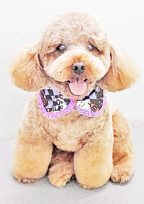 榎元チョコちゃん