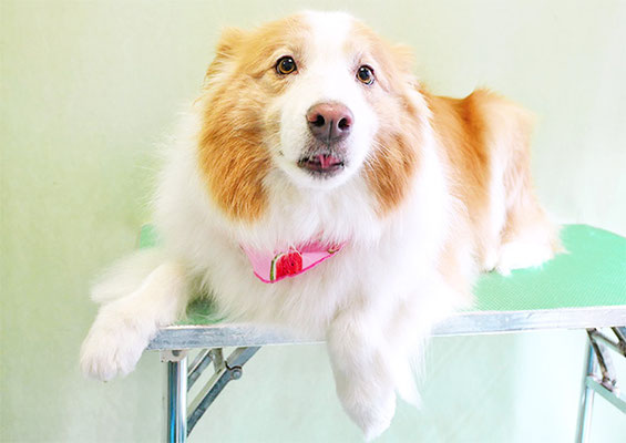 森本アンズちゃん