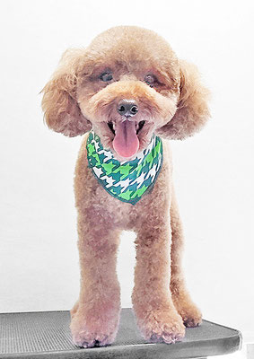 寺園チョコちゃん