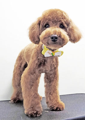 蓑毛くうちゃん