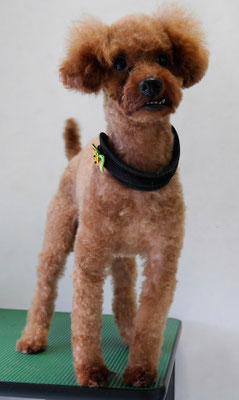 前田ソルファちゃん