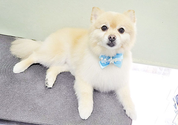 徳留クマちゃん