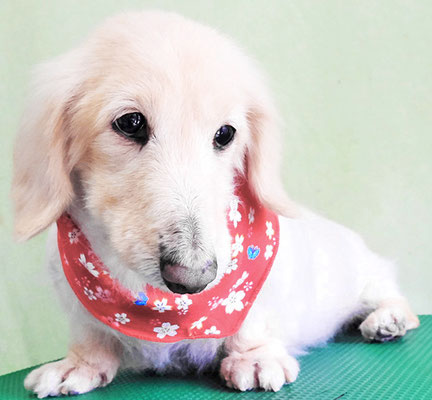 鳥越ハッピーちゃん