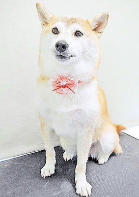 川﨑すももちゃん