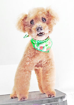 前田ソルファちゃん