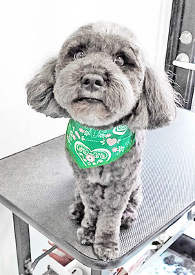 山本ペロンちゃん