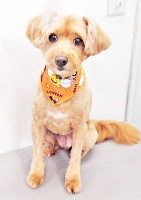 粟コロスケちゃん