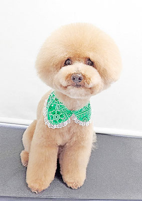 町田ジュニアちゃん